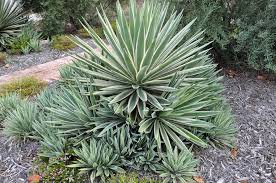 Image result for Agave
