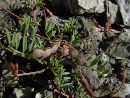 Image result for Eriosema flexuosum