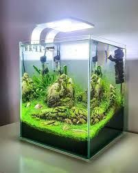30 Liter Small Tropical Aquarium Tropical Fish Aquarium Aquarium Fish Aquarium