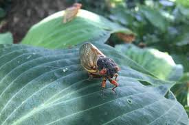 They are in the suborder auchenorrhyncha. Brood X Cicadas Don T Bug This Cicada Expert Catholic Review