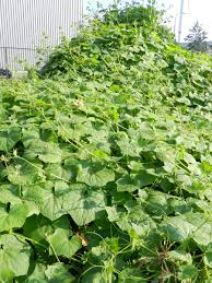 Image result for Sicyos