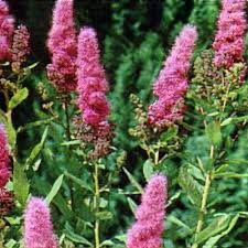 Image result for Spiraea douglasii
