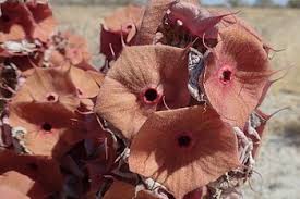Image result for Hoodia currorii
