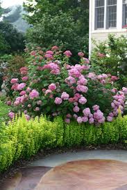 Image result for Hydrangea arborescens Pink Anabelle