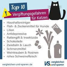 `giftige planten` 2) heel erg boos voorbeeld: Welche Stoffe Und Lebensmittel Sind Fur Katzen Giftig