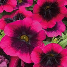 Image result for calibrachoa million bells