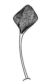 Image result for Oxyanthus zanguebaricus