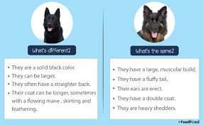 Black German Shepherd Dog Breed Guide For 2019