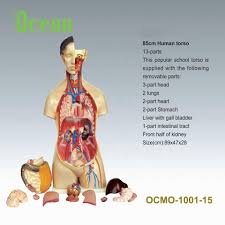 Muscles of the human torso (en) список мышц (ru). Medical Science Human Body Anatomy Sexless Torso Model Buy Man S Human Torso With Viscera Model Medical Teaching Aids Children Learning Aids Medical Supplies Human Teaching 85cm Male Torso 19 Parts Torso Series