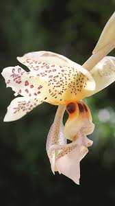 Image result for Summerhayesia