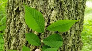 Did you know, elms and blackboard are available outside the faa network? Question What Can I Do To Protect My Elm Tree From The Dutch Elm Disease Purdue Extension Forestry Natural Resources