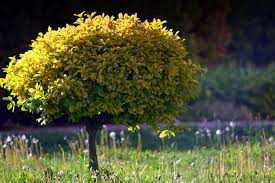Sometimes little is just right! Our Guide To Finding The Best Small Trees For Your Yard Properly Rooted