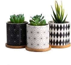 Can someone identify my cacti have put picture on group page, my name is baptist. Amazon Com Dsben 3 2 Inch Succulent Plant Pots Small Modern Flower Ceramic Planter Indoor With Bamboo Tray For Cactus Herbs Home Set Of 3 Plants Not Included Garden Outdoor