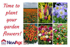 Best perennial flowers for colorado. The Best Colorado Flowers To Plant This Season
