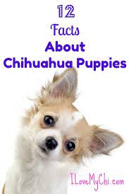 How about considering chihuahua rescue? 12 Facts About Chihuahua Puppies I Love My Chi