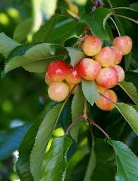 We devote years to growing and pruning these trees so that your stella cherry tree produces fruit in the very first year! White Gold Cherry Fruit Trees Fruit Trees For Sale Dwarf Fruit Trees