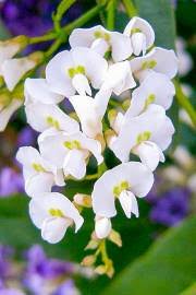 Image result for Abrus melanospermus