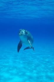 Blue Ocean Sea Water Underwater Dolphin Color Photography Animals Dolphins Beautiful Ocean