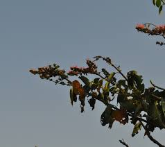 Image result for Combretum paniculatum