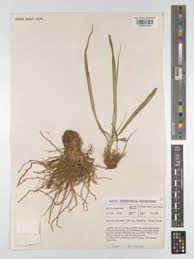 Image result for Xerophyta pauciramosa