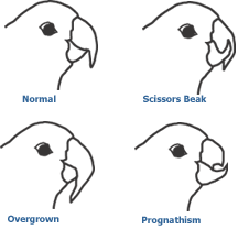A Healthy Bird Has A Healthy Beak Del Mar Veterinary Hospital Del Mar Veterinary Hospital