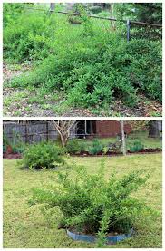 Transplanting Forsythia Tips For Moving Forsythia Bushes Or Shrubs Forsythia Bush Forsythia Potting Soil