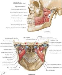 Flashcards Anatomy Exam 2 Muscle Tissue P Skeletal Muscle P P P Studyblue Dental Anatomy Anatomy Medical Anatomy