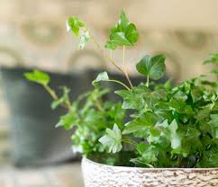 We did not find results for: Diamond Bar Ca Suites Ayres Hotels