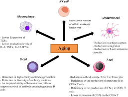 Frontiers Immune Responses To Influenza Virus And Its Correlation To Age And Inherited Factors Microbiology