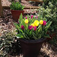 Paper bags, cardboard boxes, or. Planting Spring Bulbs In Containers Finegardening