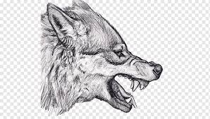 All png images can be used for personal use unless stated otherwise. Wolf Illustration Gray Wolf Drawing Snarl Art Sketch Sketch Wolf Mammal Pencil Animals Png Pngwing