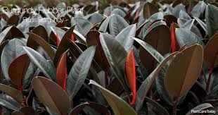 But before i get to each specific problem, i urge you to take the time to read through the entire post in the order that i've written it. Ficus Elastica Burgundy Care How To Grow The Burgundy Rubber Plant