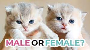 How To Tell The Sex Of A Kitten At 3 Weeks Old British Shorthair Scottish Fold Kittens Quiz Youtube
