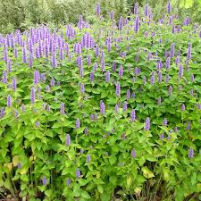 Image result for Asterochaete angustissima