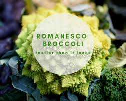After germination, the young plants focus on vegetative growth and root establishment. Grow Romanesco Broccoli Seeds Gardenologist