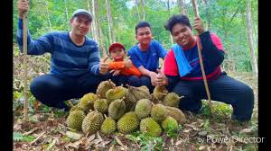 Dusun durian batu kurau, perak koordinat: Durian Batu Kurau 2018 Youtube