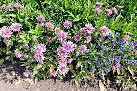 Sex avva ballerina tCB with Lavender was a back-and-forth