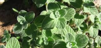 الفرق بين الزعتر والزعيترة حياتك