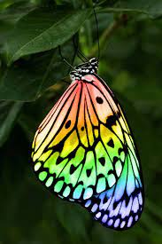 One of my favorite insect subjects to photograph are the butteries. Prettiest Thing Rainbow Butterfly Beautiful Butterflies Butterfly