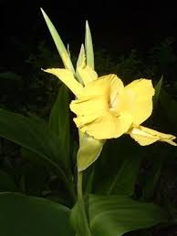 Image result for Canna sp. (cf. flaccida)
