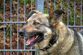 Die alten hunde beobachten still immer wieder dieses schauspiel. Verschmuste Hunde Hoffen Auf Zuhause Mit Garten
