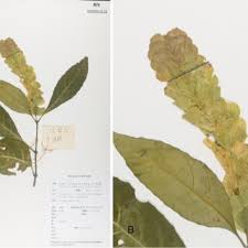 Image result for Anisotes pubinervius