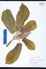 We did not find results for: Magnolia Macrophylla Var Ashei Species Page Isb Atlas Of Florida Plants