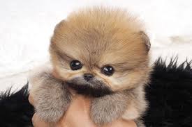 How Much Does It Cost For A Pomeranian Puppy Pets Lovers