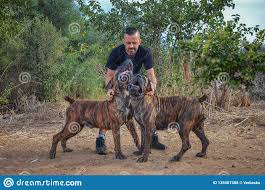 Breeder Man Shows Two Singing Boerboel Dogs Stock Photo Image Of Animal Green 135087588