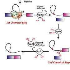 Introns do no excise in any particular order, and active transcription (or its termination) is not needed for splicing to occur. Internal Proofreading Mechanisms In Pre Mrna Splicing A Download Scientific Diagram