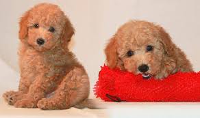 Therefore, prices vary according to size, color and conformation. Red Toy Poodle Puppies For Sale In California Toywalls