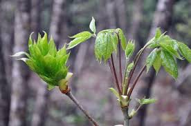 歳時記（タカノツメとコシアブラが芽吹き始めました） : 京丹後のおやじのうんちく日記（19世紀の味の店） | 食用植物, タカノ, 園芸