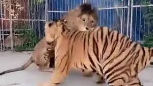 Start by marking quién ganarå? Leon Contra Tigre Una Batalla Clasica Video 12 10 2019 Sputnik Mundo