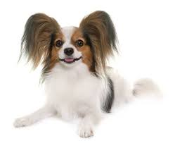 Portuguese water dogs were used by portuguese fisherman to help capture escaping fish, set nets, retrieve equipment, and even courier messages between ships in freezing atlantic waters. Papillon Dog Price In India Appearance And Temperament